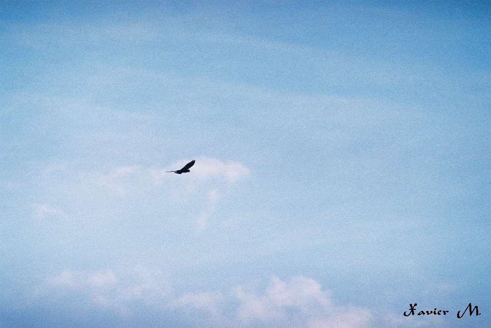 ara en vol 1 poi.jpg