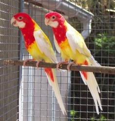 Resize of omnicolore_jaune_001.jpg