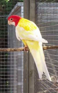 Resize of omnicolore_jaune_002.jpg