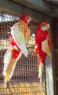 Resize of omnicolore_rubino_002.jpg