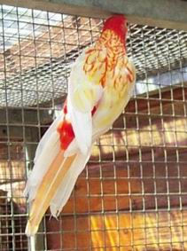 Resize of omnicolore_rubino_005.jpg