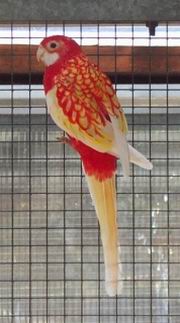 Resize of omnicolore_rubino_007.jpg