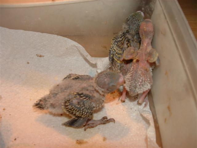 DSCF0027 (Small).JPG