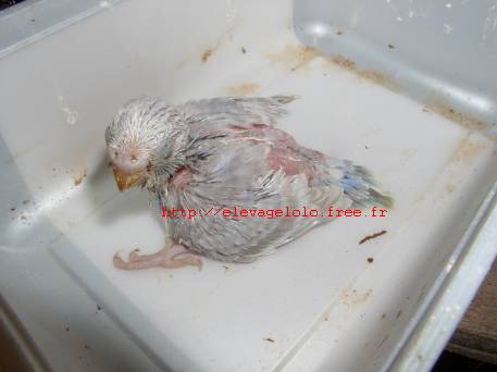 jeune ondulÃ©e 1.jpg