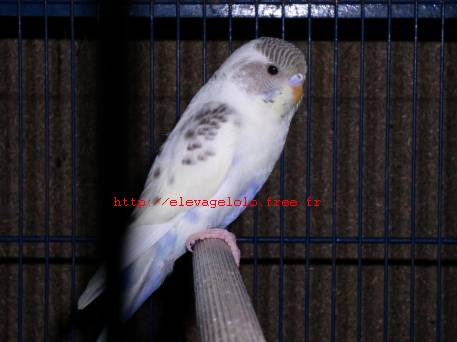 jeune ondulÃ©e.jpg