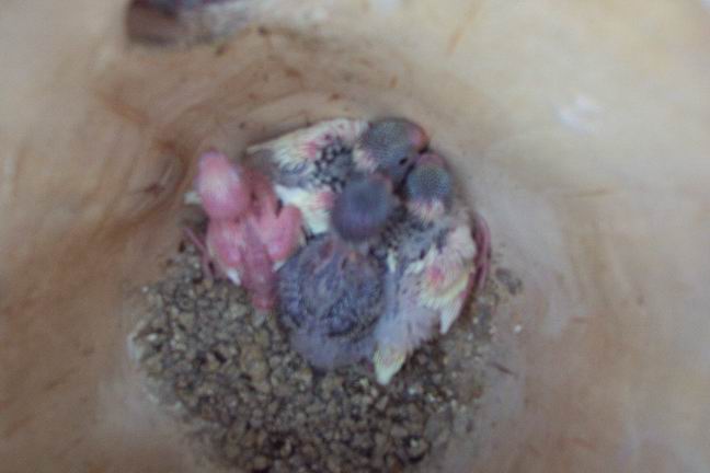 Resize of 21-06-20030011.jpg