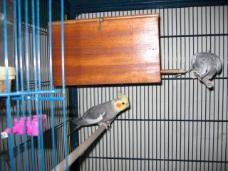 nouvel an (lendemain) 002ll.jpg