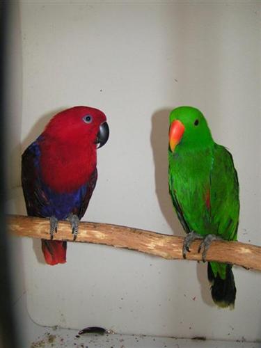 EclectusB98.jpg