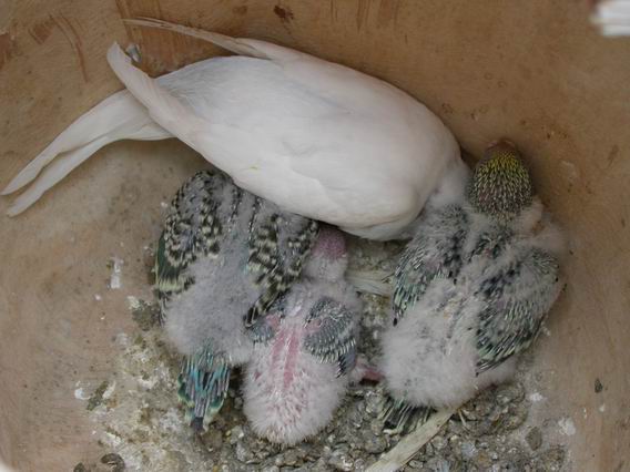 Resize of gauche 9 (3).JPG