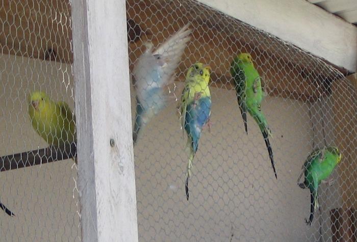 les nouveaux pensionnaires.jpg