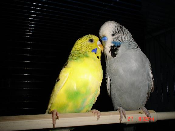 jaune et ponpon1.jpg