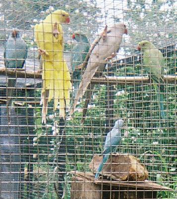 jeunes colliers 2005.jpg