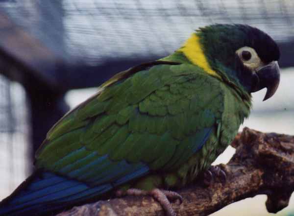 Ara Auricolis 1bis.jpg