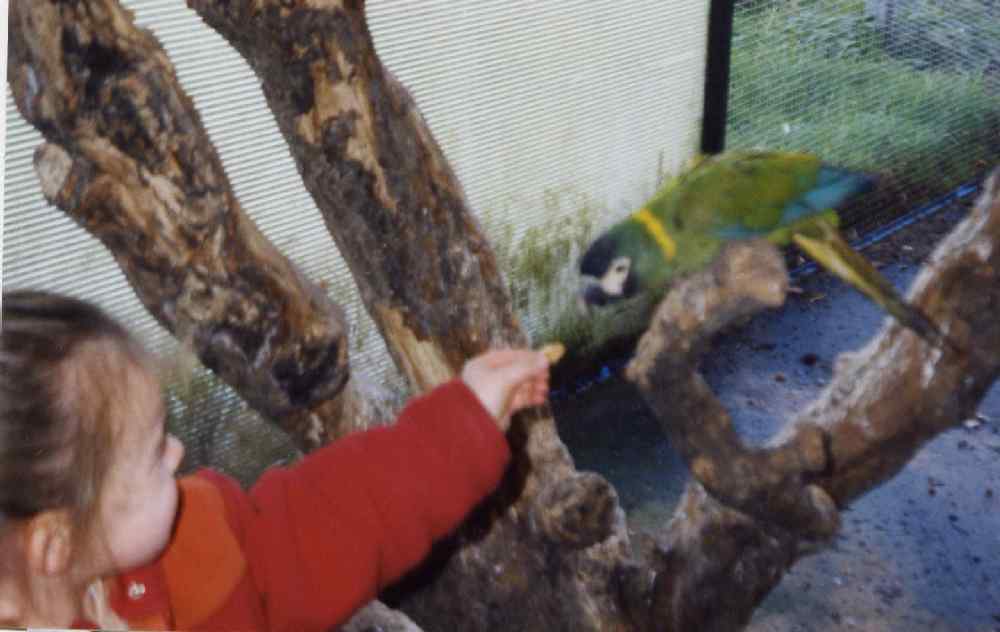 ara auricolis arrivÃ©e bis.jpg