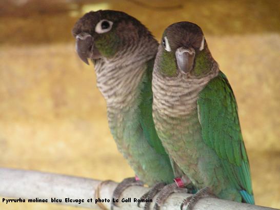 pyrrhura bleu coupel romain.JPG