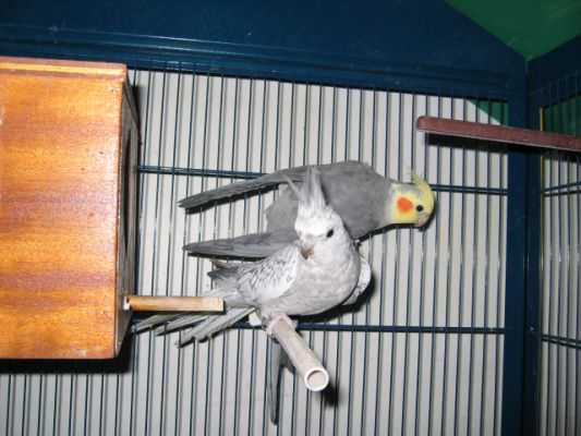 nouvel an (lendemain) 007.jpg