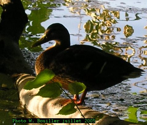 Parc de la tÃªte d'or 30 07 2005 14.jpg