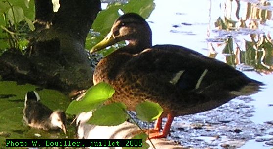 Parc de la tÃªte d'or 30 07 2005 15.jpg