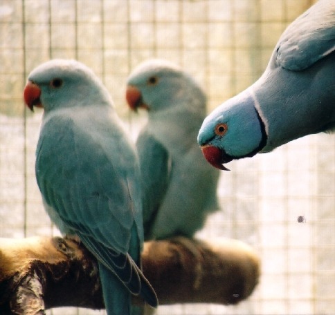 collier mÃ¢le bleu 1.jpg