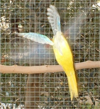 y211-tuquoisine jaune.jpg