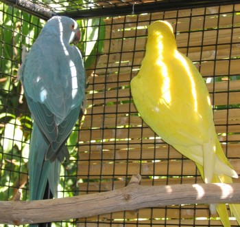 male et femelle1.jpg