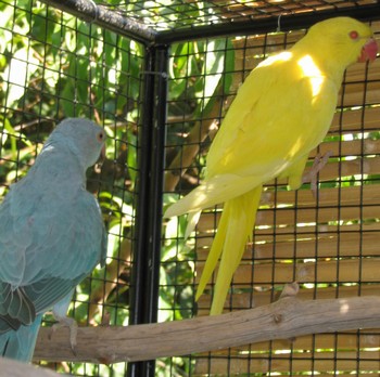 male et femelle2.jpg