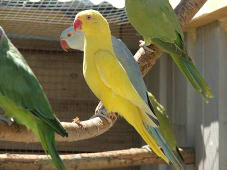 Vert, Lutino, Bleucinamon, Cinamon.jpg