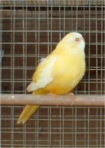 y200-femelle splendide lutino.jpg