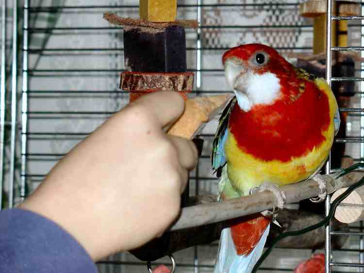 valentin et paulo, 12-12-04.jpg