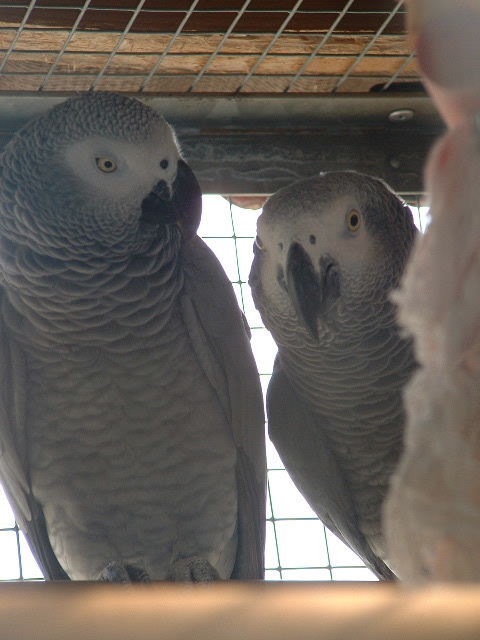 kikou et hoockae couple de gris du gabon.JPG