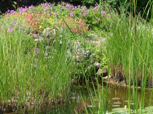 bassin+petite cascade rÃ©duit.jpg