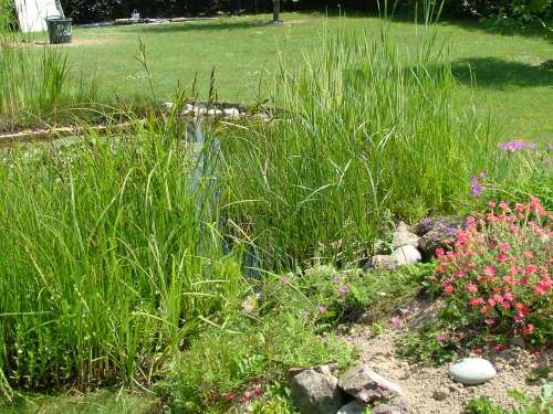 bassin+fleurs rÃ©duit.jpg