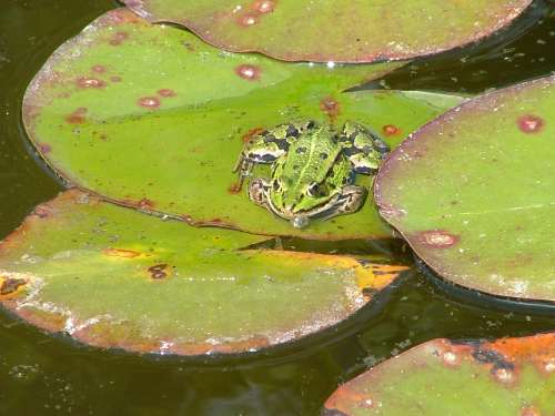 grenouille sur nÃ©nuphar rÃ©duit.jpg
