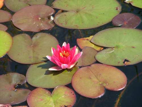 bassin 003nÃ©nuphar rouge rÃ©duit.jpg