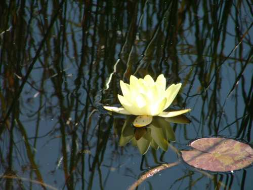 bassin 005nÃ©nuphare jaune rÃ©duit.jpg