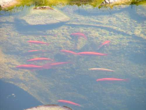 bassin 012groupe poissons 2.jpg