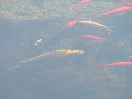 bassin 010carpe koi rÃ©duit.jpg