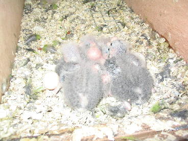 kakarikis frt.jaune 6BB 05_1.JPG