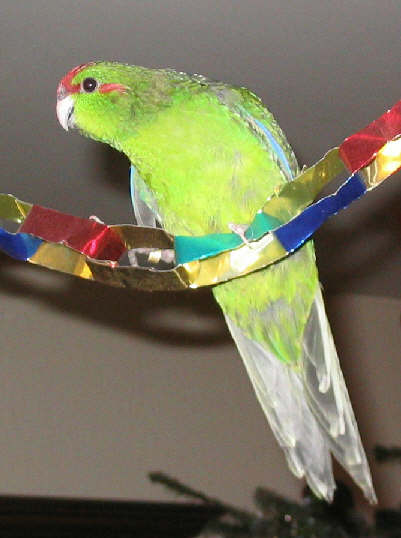 BB EAM guirlande.jpg