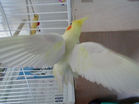 Ailes ouvertes'bis.jpg