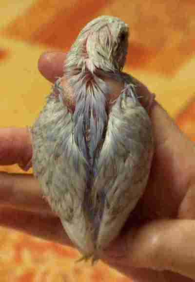 Azur2 22 aout 2005.jpg