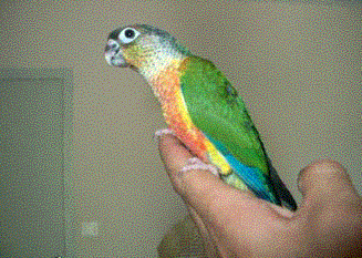 Conure hypo 3.gif