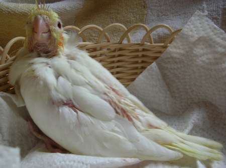 calo lutino de 28 jours.jpg