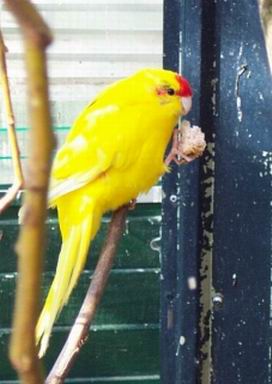 Resize of jade_femelle_kakariki_jaune_004.jpg