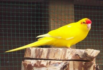 Resize of page_garde_kakariki_leia.jpg