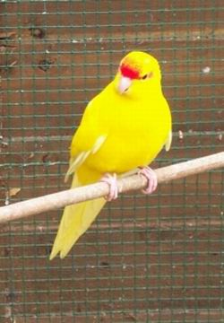 Resize of pikachu_001.jpg