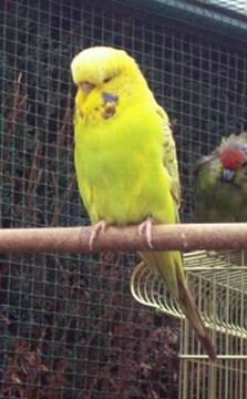 Resize of grosse_puce_002.jpg