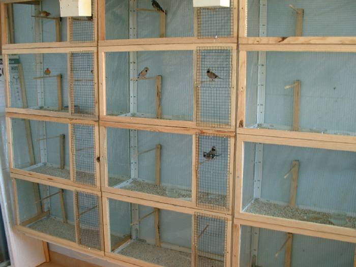 PiÃ©ce Ã  oiseaux (13).jpg