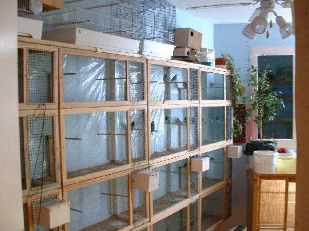 PiÃ©ce Ã  oiseaux (10).jpg