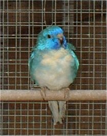 y201-mÃ¢le splendide bleu.jpg